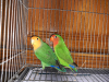 Love bird